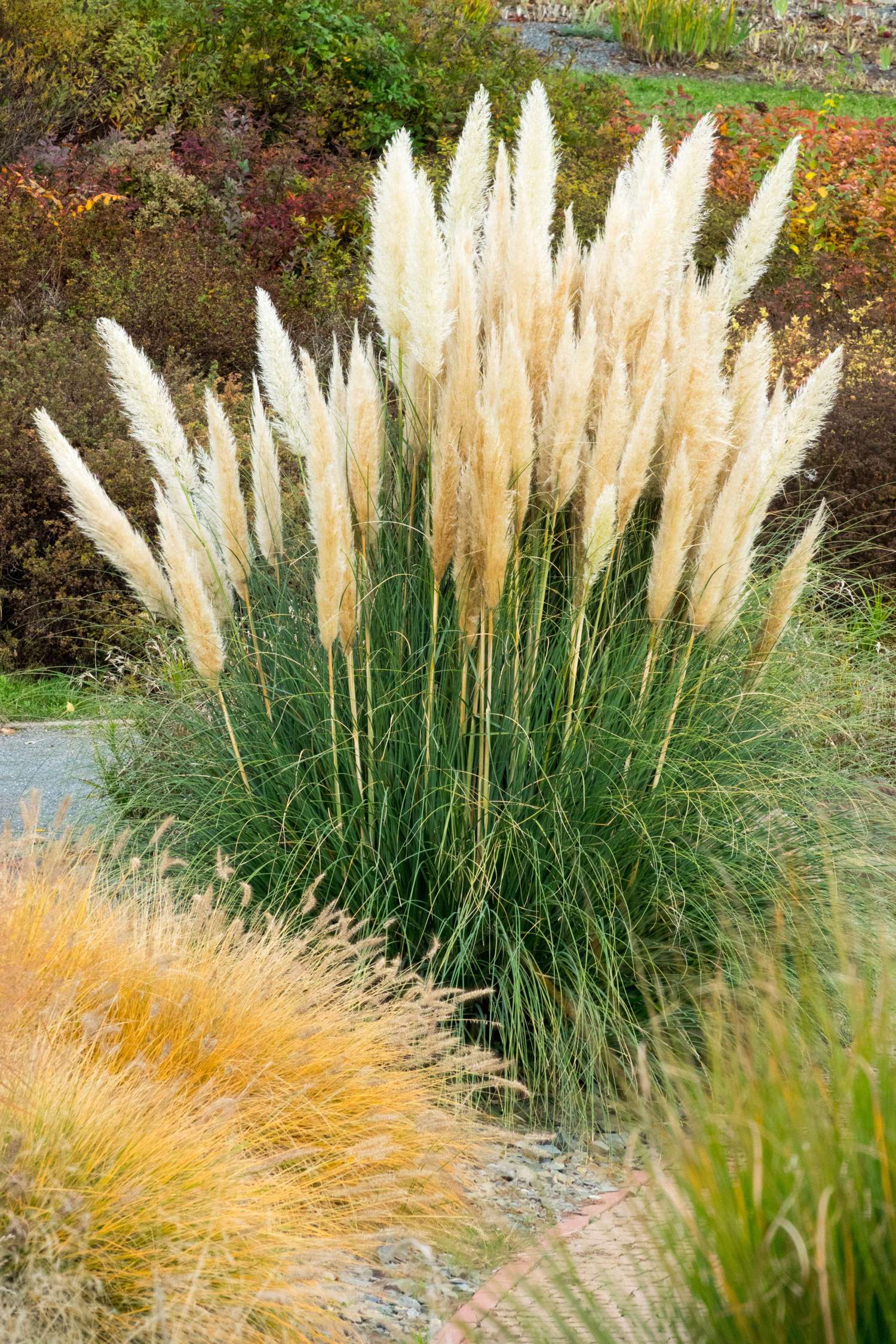 Herbe de la pampa (graines)